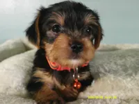 Maverick-Orange, a male Yorkshire Terrier for sale in Anderson, SC – 4 of 8