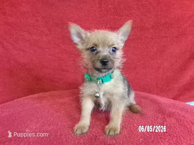 Noah GREEN – Pomeranian, Yorkshire Terrier puppy for sale in Anderson, SC