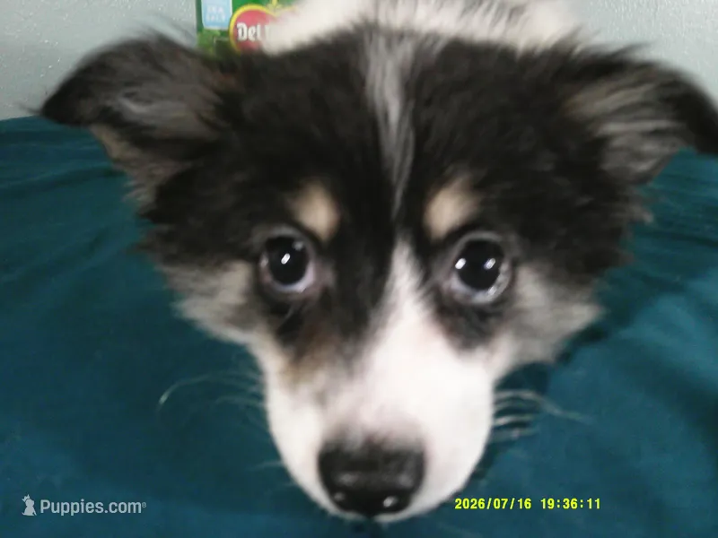 Jasper – Pomeranian puppy for sale in Anderson, SC