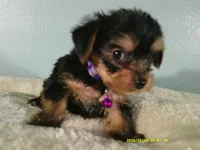 Willow-Purple, a female Yorkshire Terrier for sale in Anderson, SC – 2 of 8