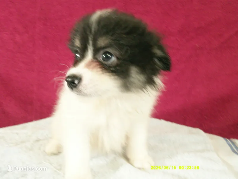 Jasper – Pomeranian puppy for sale in Anderson, SC