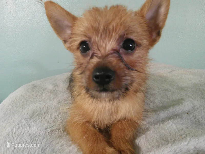 Noah GREEN – Pomeranian, Yorkshire Terrier puppy for sale in Anderson, SC