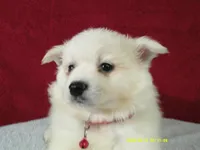 S-Red, a male American Eskimo for sale in Anderson, SC – 4 of 4