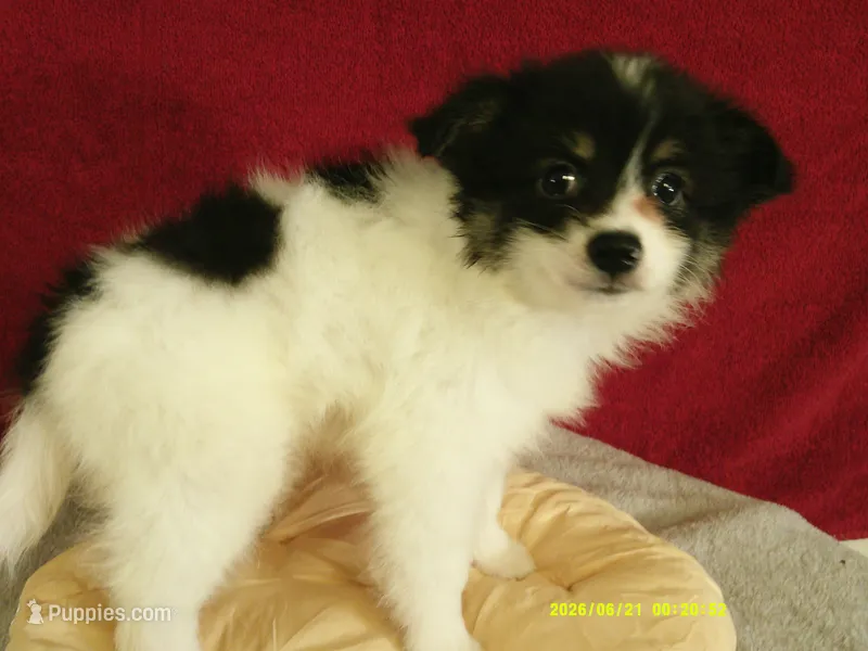 Jasper – Pomeranian puppy for sale in Anderson, SC