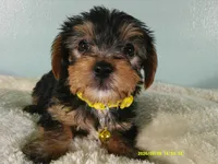 Sunshine-Yellow, a female Yorkshire Terrier for sale in Anderson, SC – 5 of 8