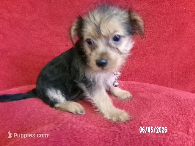 Olivia PINK – Pomeranian, Yorkshire Terrier puppy for sale in Anderson, SC