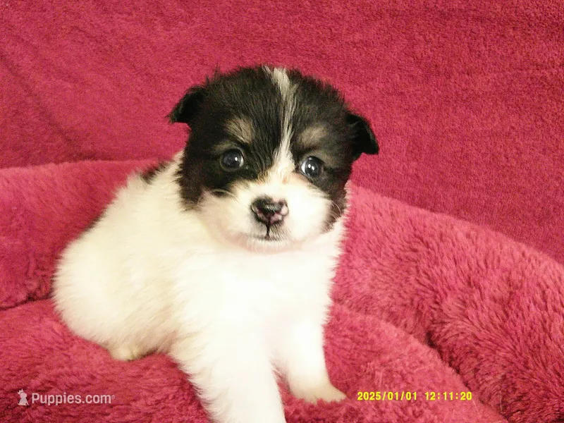 Jasper – Pomeranian puppy for sale in Anderson, SC