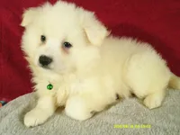 Green - L, a male American Eskimo for sale in Anderson, SC – 5 of 5