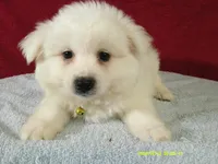 S-Yellow, a male American Eskimo for sale in Anderson, SC – 3 of 4