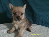 Noah, a male Pomeranian and Yorkshire Terrier for sale in Anderson, SC – 4 of 10