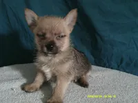 Noah, a male Pomeranian and Yorkshire Terrier for sale in Anderson, SC – 3 of 10