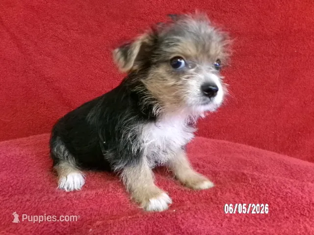 Liam BLACK – Pomeranian, Yorkshire Terrier puppy for sale in Anderson, SC