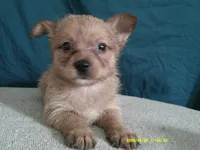 Charlotte, a female Pomeranian and Yorkshire Terrier for sale in Anderson, SC – 2 of 10