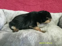 Mia, a female Pomeranian and Yorkshire Terrier for sale in Anderson, SC – 7 of 10