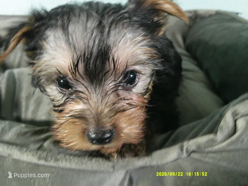 Willie – Yorkshire Terrier puppy for sale in Anderson, SC