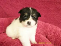 Jasper, a male Pomeranian for sale in Anderson, SC – 3 of 5