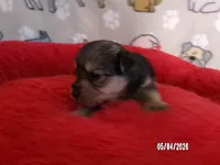 Emma, a female Pomeranian and Yorkshire Terrier for sale in Anderson, SC – Photo 2 of 4