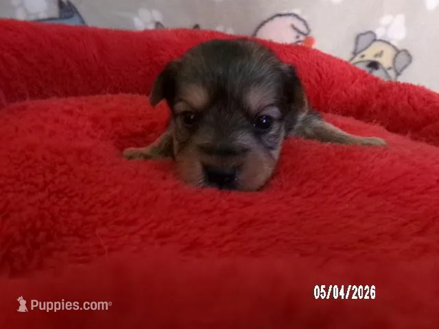 Emma, a female Pomeranian and Yorkshire Terrier for sale in Anderson, SC – Photo 1 of 4