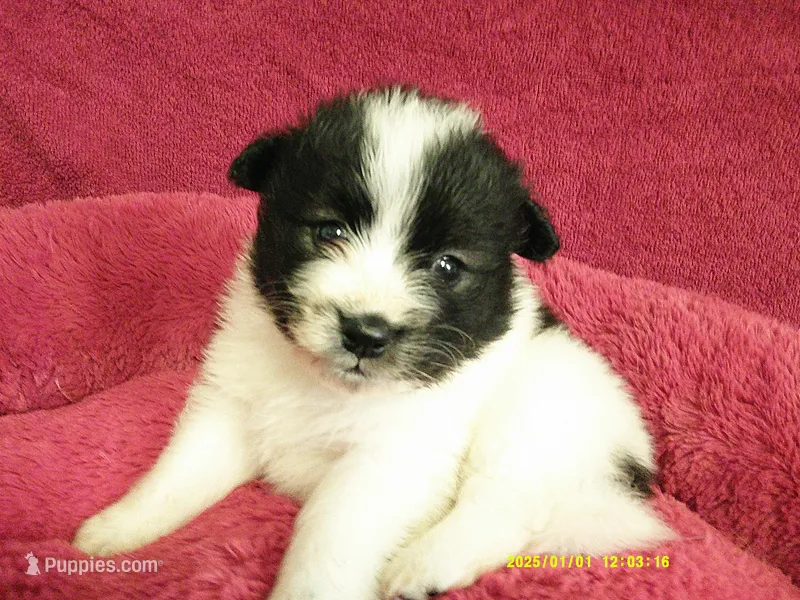 Dylan – Pomeranian puppy for sale in Anderson, SC