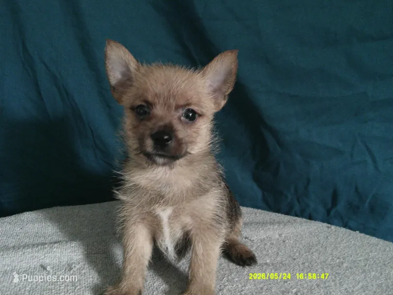 Noah – Pomeranian, Yorkshire Terrier puppy for sale in Anderson, SC
