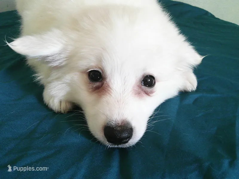 D-Purple – American Eskimo puppy for sale in Anderson, SC