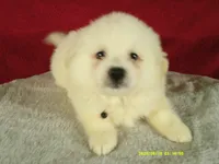 Black-L, a male American Eskimo for sale in Anderson, SC – 4 of 5