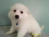 PS-Blue, a male American Eskimo for sale in Anderson, SC – 3 of 5