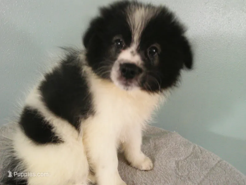Dylan – Pomeranian puppy for sale in Anderson, SC