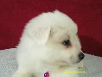 S-Purple, a female American Eskimo for sale in Anderson, SC – 4 of 4