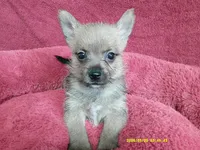 Noah, a male Pomeranian and Yorkshire Terrier for sale in Anderson, SC – 5 of 10
