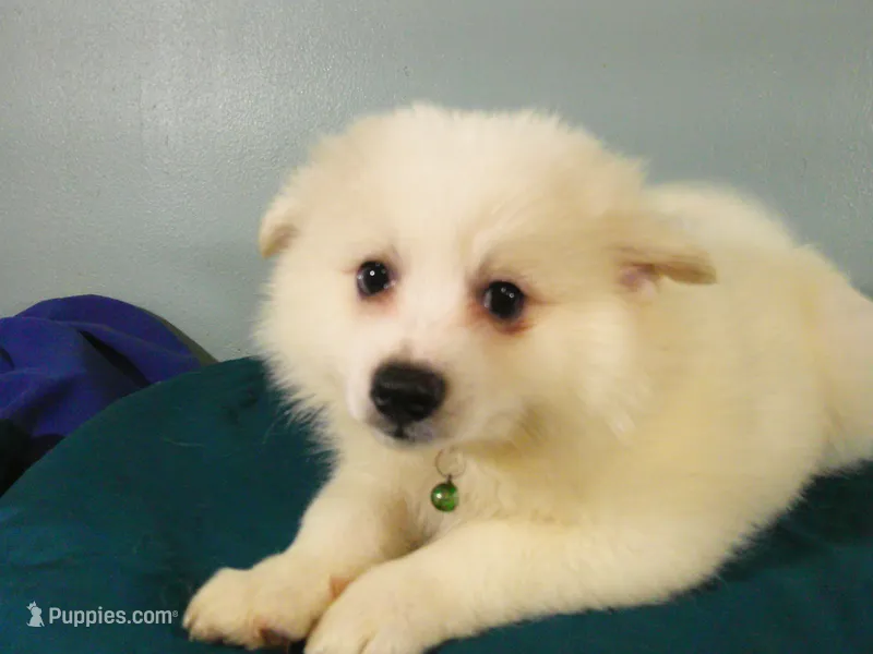 PS-Green – American Eskimo puppy for sale in Anderson, SC
