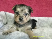 Emma, a female Pomeranian and Yorkshire Terrier for sale in Anderson, SC – 6 of 10