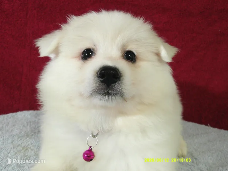 S-Purple – American Eskimo puppy on hold in Anderson, SC