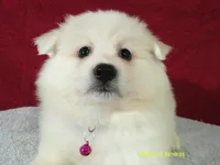 S-Purple, a female American Eskimo for sale in Anderson, SC – 1 of 4