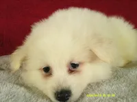 Purple - L, a female American Eskimo for sale in Anderson, SC – 3 of 5