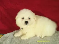 Black-L, a male American Eskimo for sale in Anderson, SC – 3 of 5