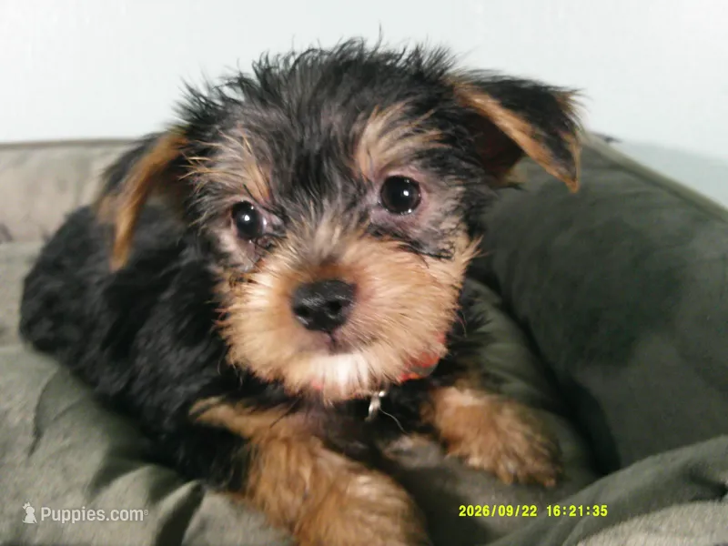 Maverick-Orange – Yorkshire Terrier puppy for sale in Anderson, SC