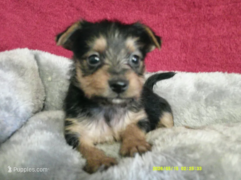 Mia – Pomeranian, Yorkshire Terrier puppy for sale in Anderson, SC