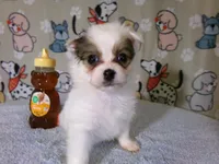 Paul - YP, a male Pomeranian and Yorkshire Terrier for sale in Anderson, SC – Photo 5 of 10