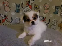 Paul - YP, a male Pomeranian and Yorkshire Terrier for sale in Anderson, SC – Photo 1 of 10