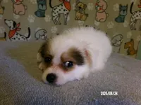 Paul - YP, a male Pomeranian and Yorkshire Terrier for sale in Anderson, SC – Photo 3 of 10