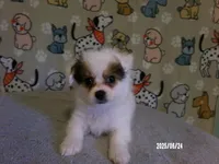 Paul - YP, a male Pomeranian and Yorkshire Terrier for sale in Anderson, SC – Photo 2 of 10