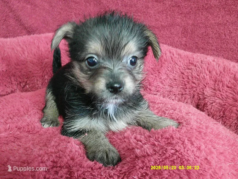 Mia – Pomeranian, Yorkshire Terrier puppy for sale in Anderson, SC