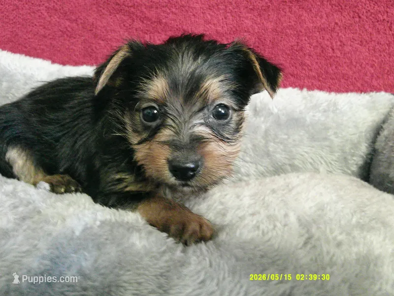 Olivia – Pomeranian, Yorkshire Terrier puppy for sale in Anderson, SC
