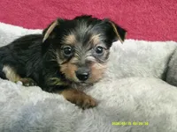 Olivia, a female Pomeranian and Yorkshire Terrier for sale in Anderson, SC – 6 of 10