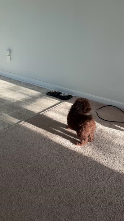 Rylo, a male Poodle - Toy  for sale in Jacksonville, FL – 2 of 3