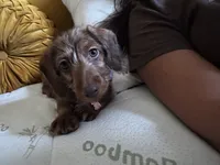 Gracie , a female Miniature Dachshund for sale in Colorado Springs, CO – 3 of 3