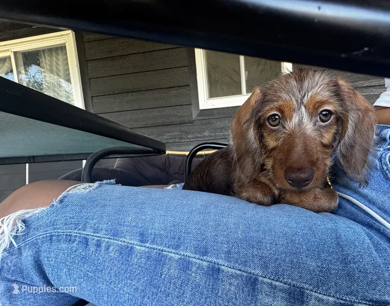Gracie  – Miniature Dachshund puppy for sale in Colorado Springs, CO