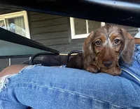 Gracie , a female Miniature Dachshund for sale in Colorado Springs, CO – 1 of 3