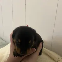 Pinky pink , a female Rottweiler for sale in Bloomington, IL – Photo 1 of 6